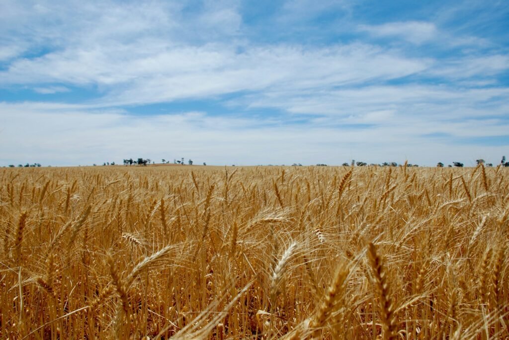 brown wheat field under blue sky during daytime