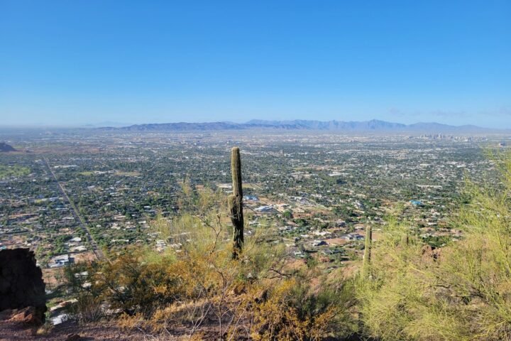 a view of a city and a cactus in the foreground