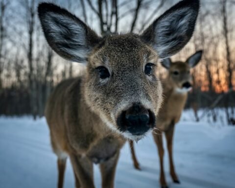 closeup photo of brown deer