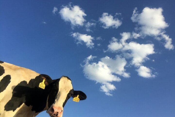 time lapse photography of cattle cow under clouds