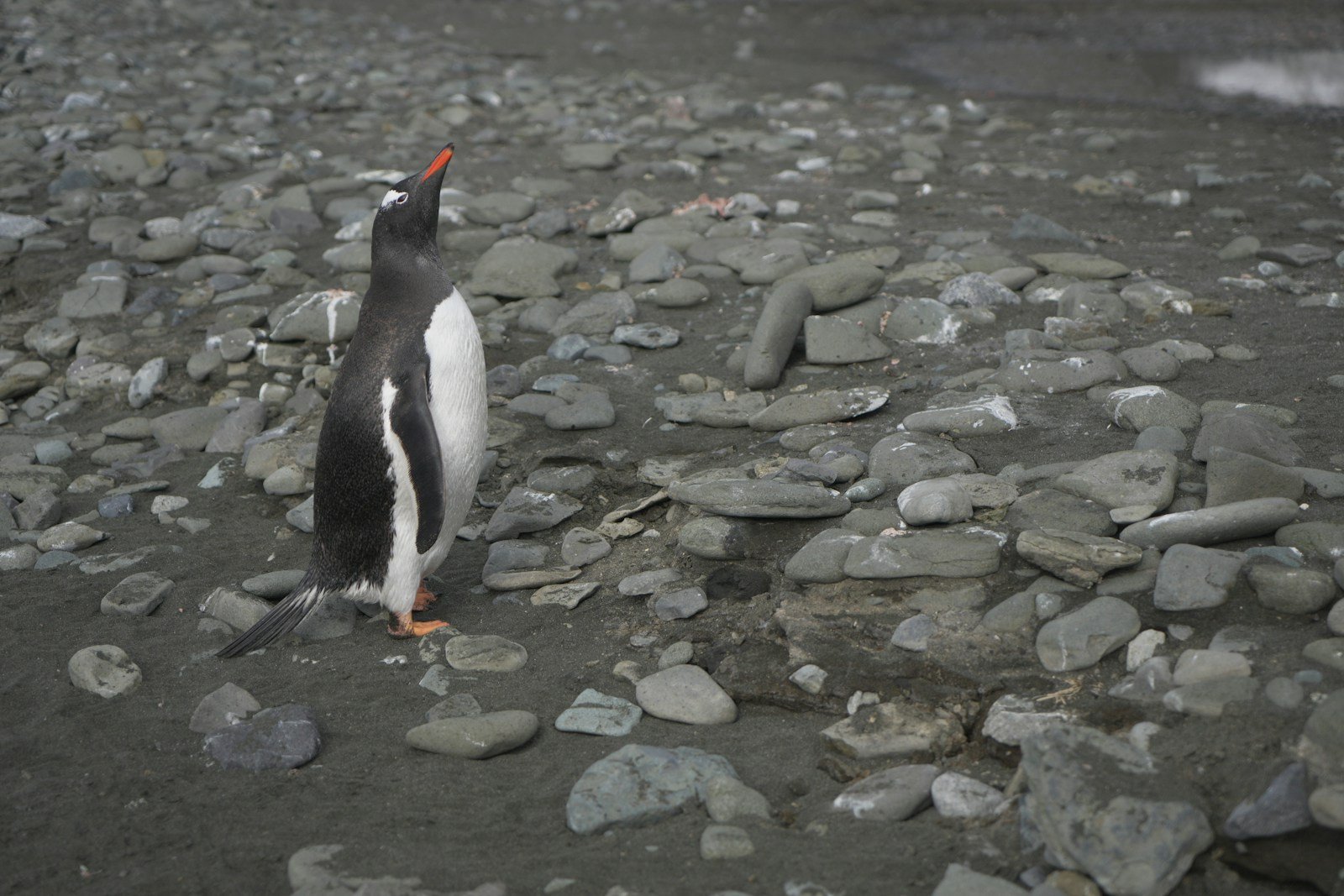 a penguin standing on a rocky beach next to a body of water