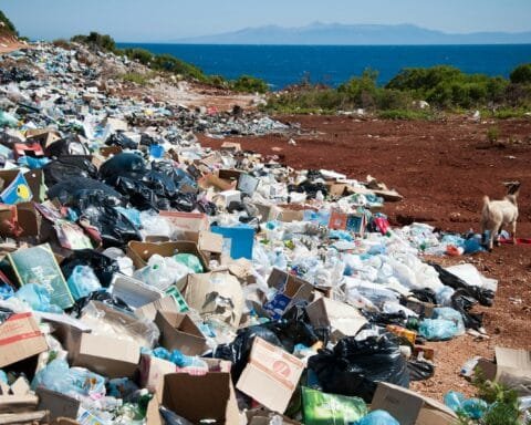 garbage near forest