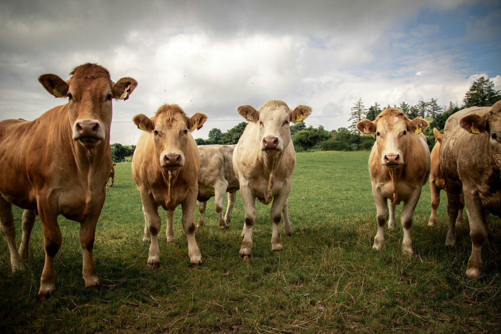 A herd of cattle standing on top of a lush green field