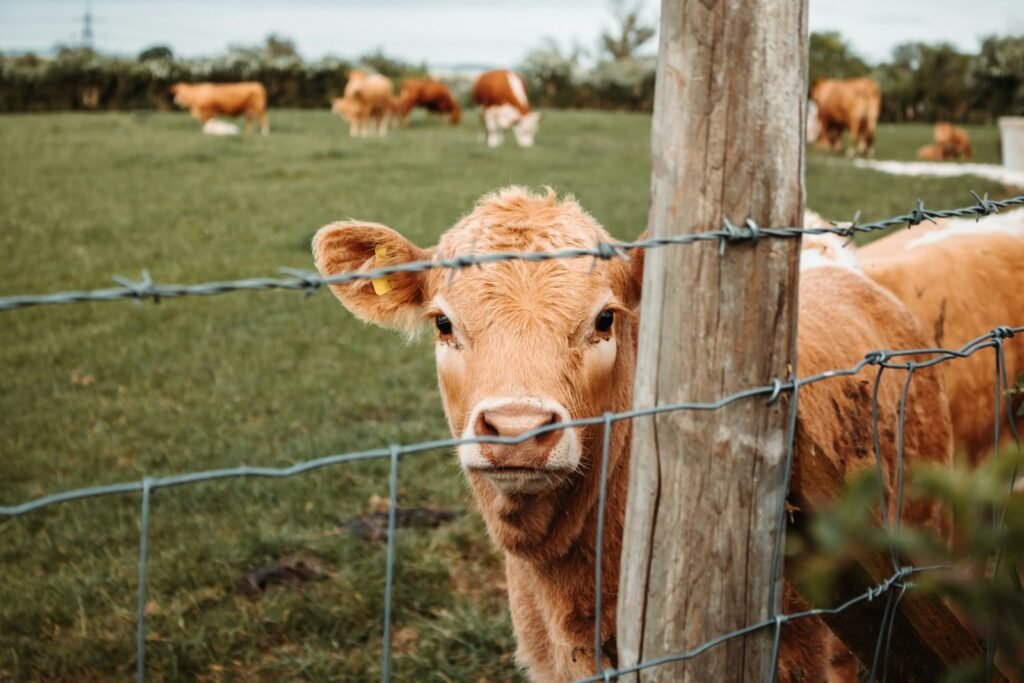 brown cow on green grass field during daytime