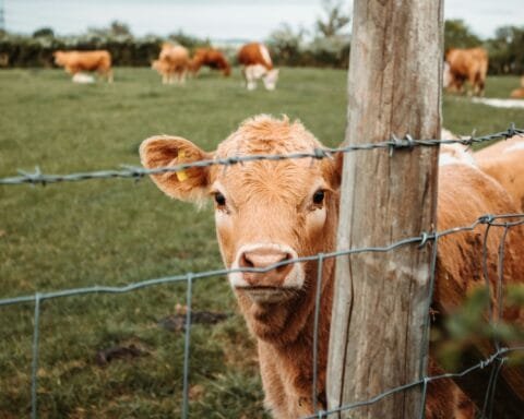 brown cow on green grass field during daytime