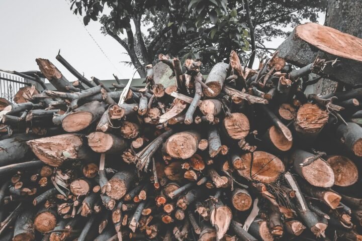 brown tree logs during daytime