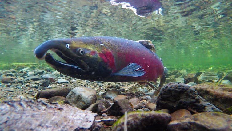 Large fish underwater