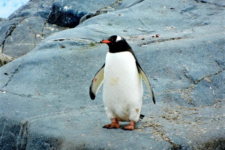 penguin standing on black rock