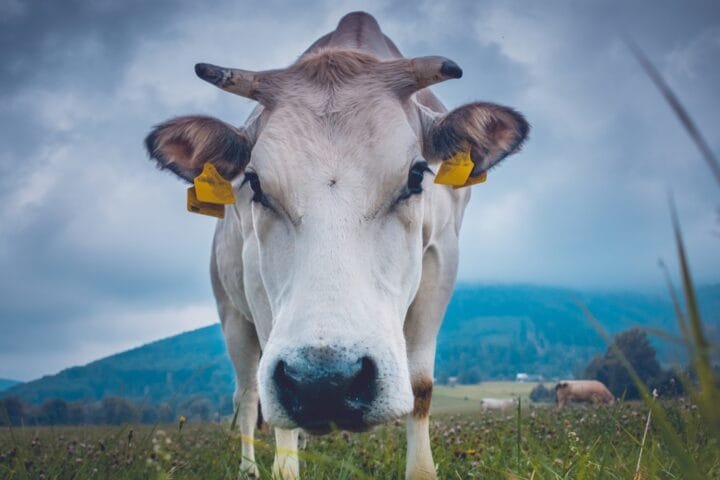 shallow focus of cow on green field