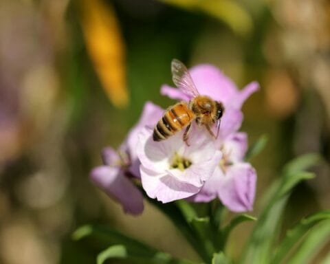 honeybee perched on purple flower in close up photography during daytime