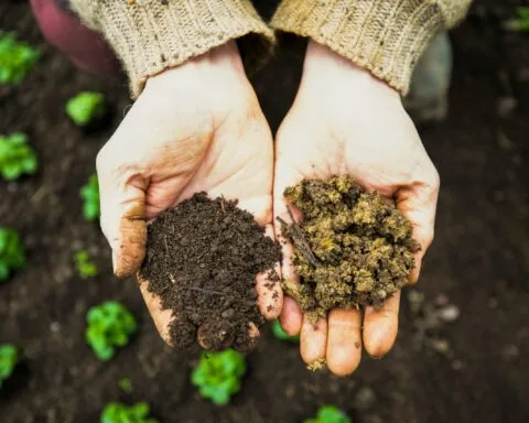 a person holding a handful of dirt in their hands